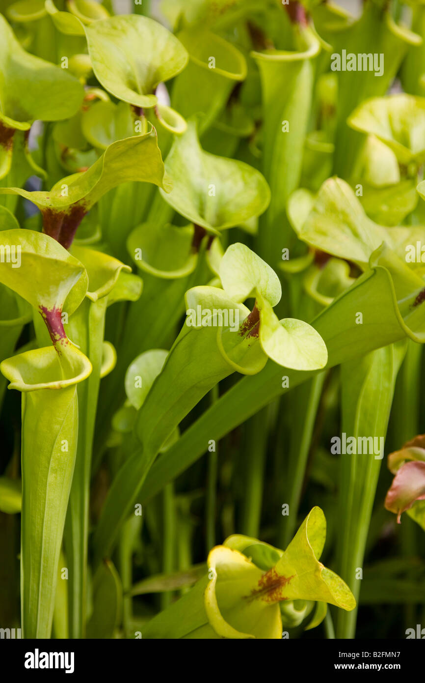 Nahaufnahme von Sarracenia Flava, Kannenpflanze Stockfoto