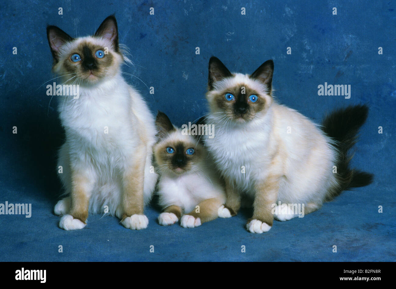 Birma Katzen Stockfoto