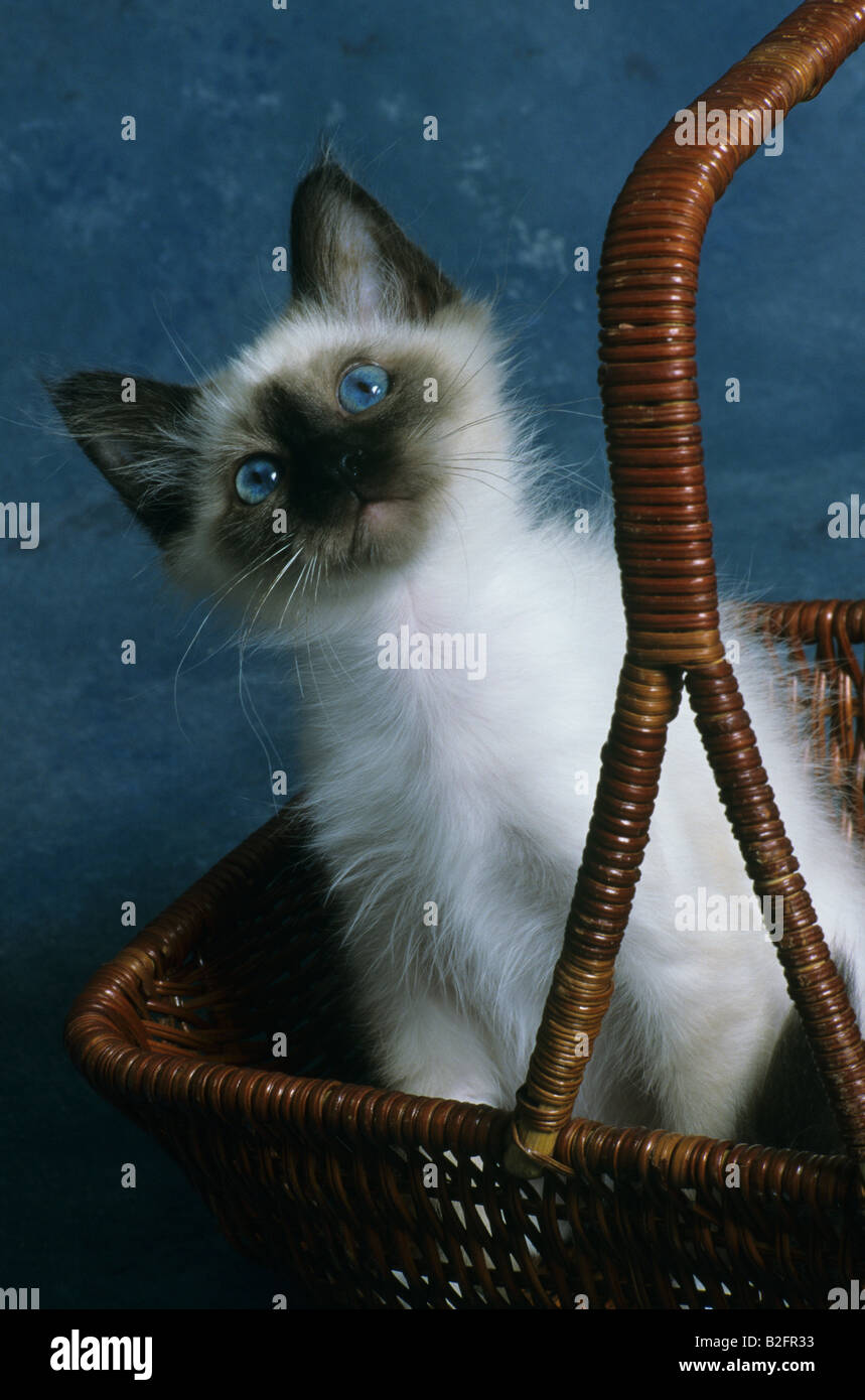 Birma Katze im Korb Stockfoto