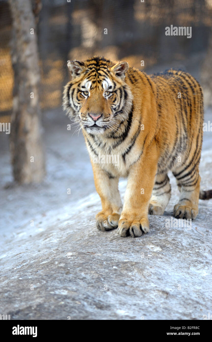 Sibirischer Tiger in den sibirischen Tiger Park, Harbin, Provinz Heilongjiang, China Stockfoto