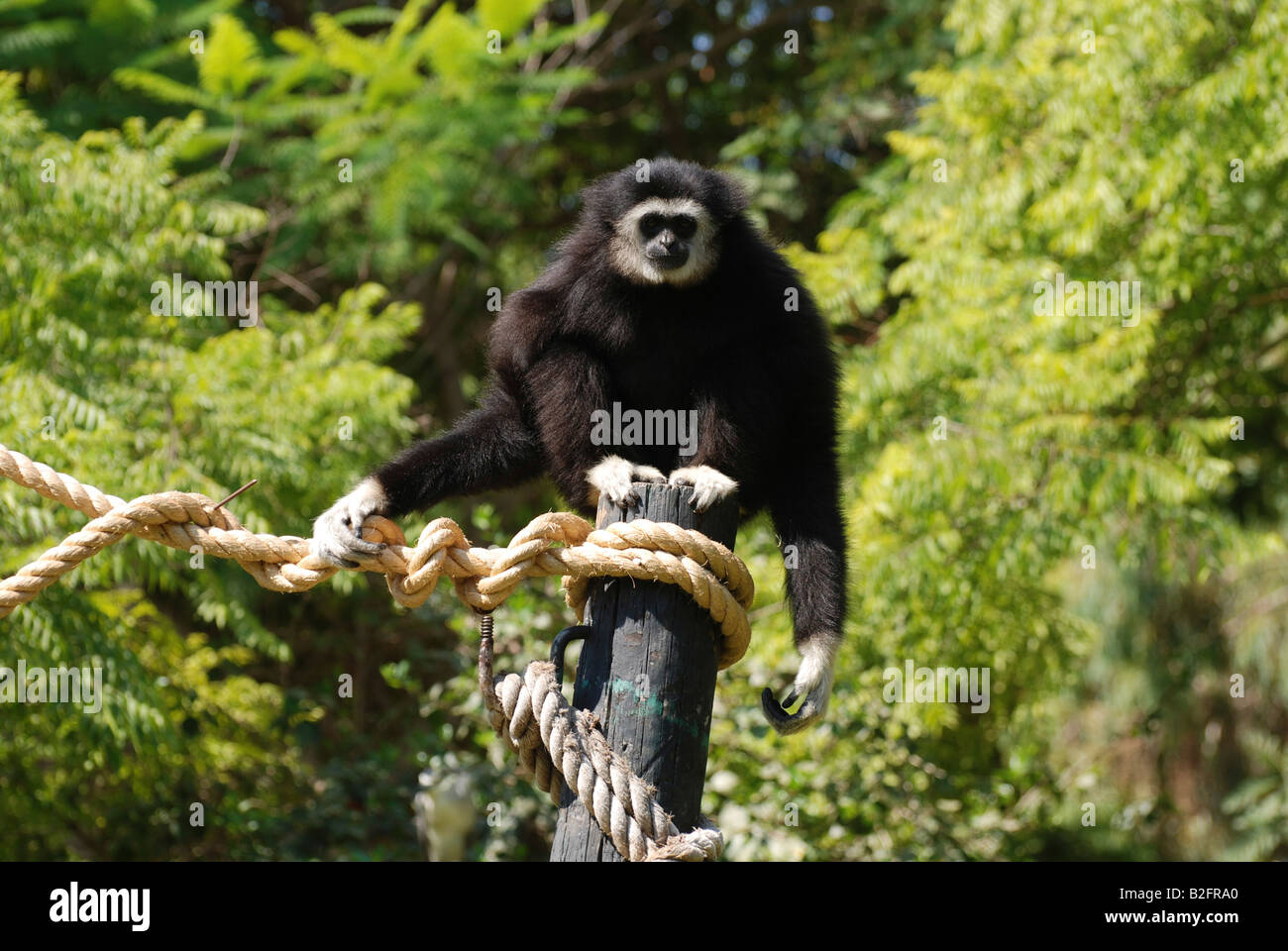 Lar Gibbon Hylobates Lar auch bekannt als die weiße übergab Gibbon Stockfoto