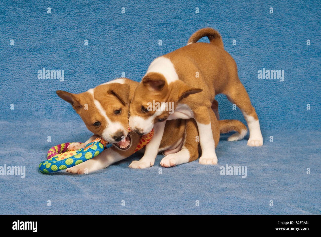 zwei Basenji-Welpen - mit Spielzeug Stockfoto