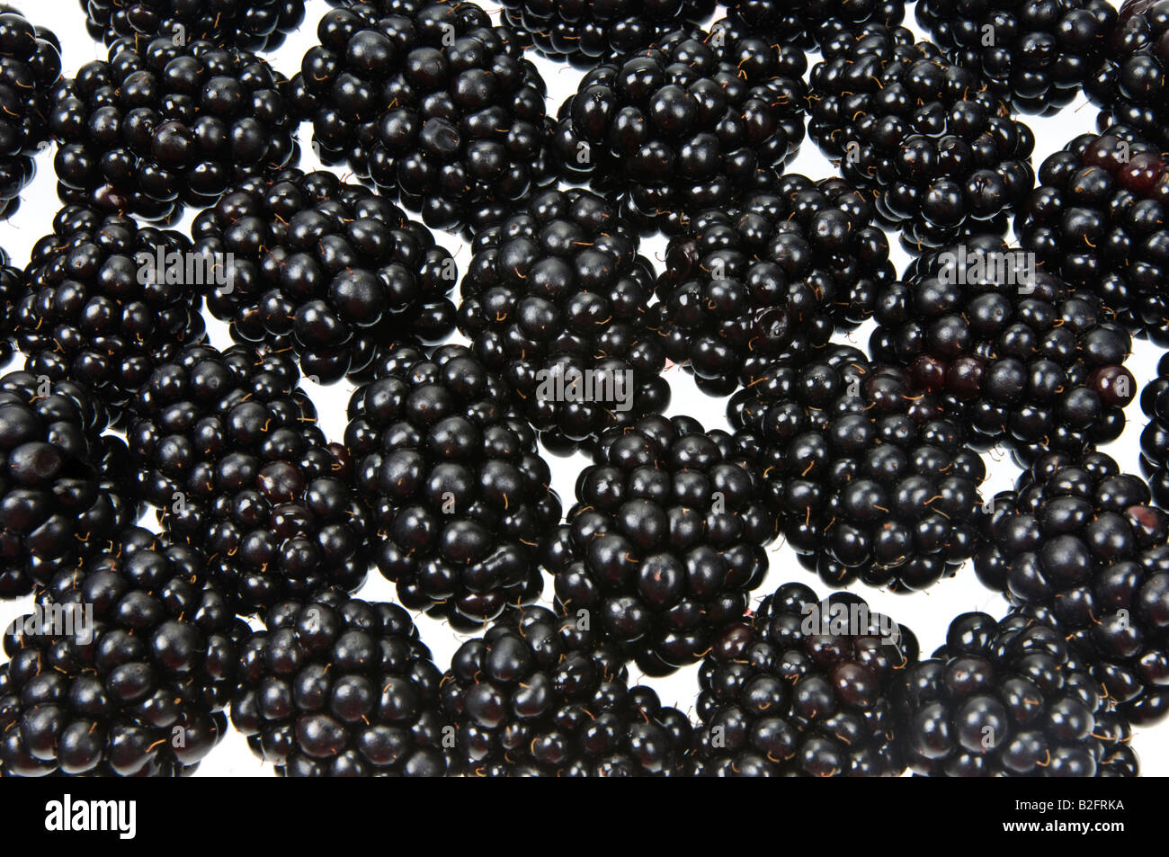 Rubas Obst Brombeere Brombeere Kratzbeere schwarze Beeren Boysenbeerensaft Marionberry frisch auf weißem Hintergrund Stockfoto