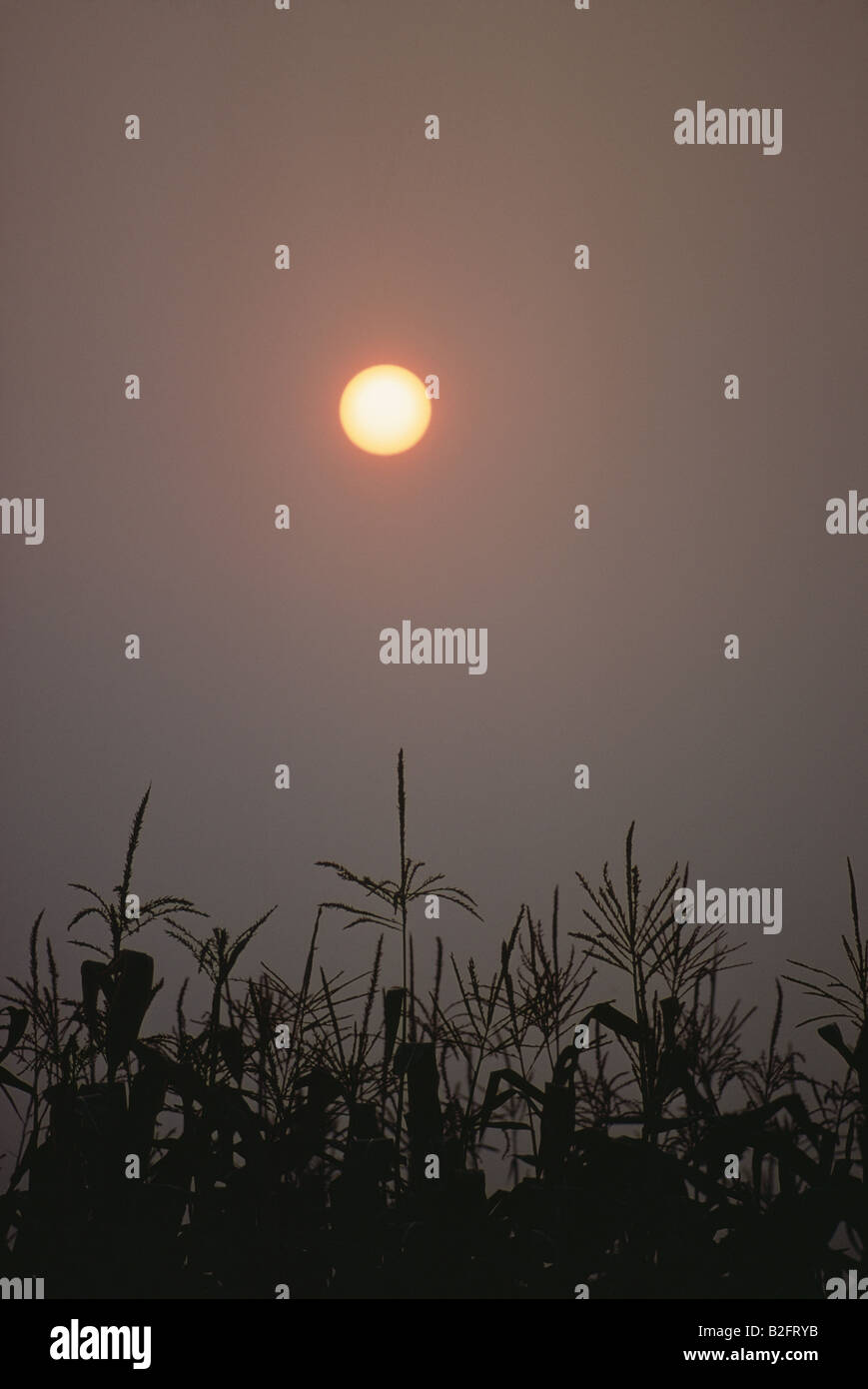 Silhouette der Mais wächst in Feld bei Sonnenuntergang Stockfoto