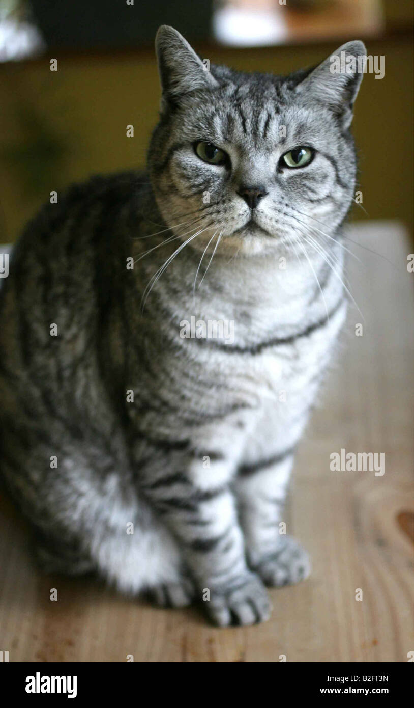Britisch Kurzhaar Katze Kätzchen Stockfoto