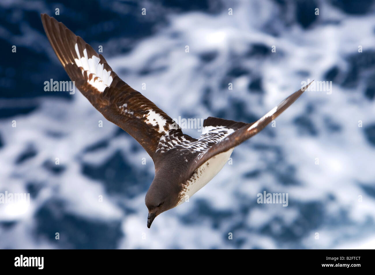 Pintado oder Cape Petrel oder Cape Taube, Daption capense Stockfoto