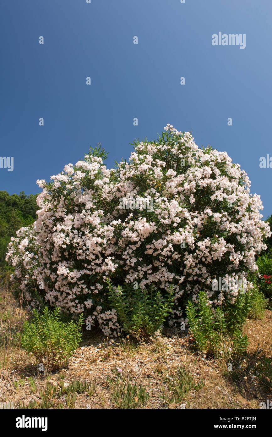 Oleander (Nerium Oleander) Busch in Korsika. Stockfoto
