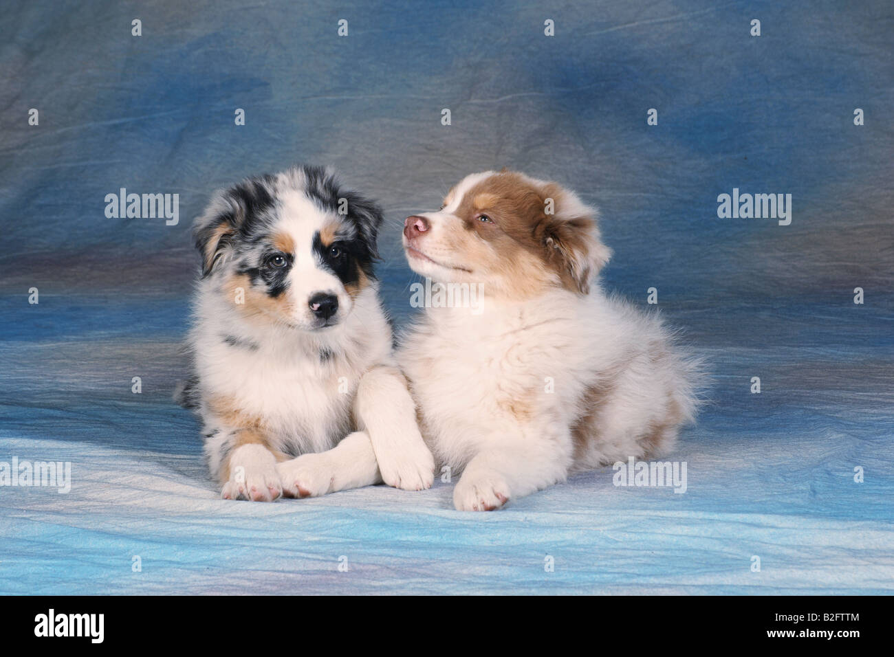 zwei australian Shepherd Welpen - liegend Stockfoto