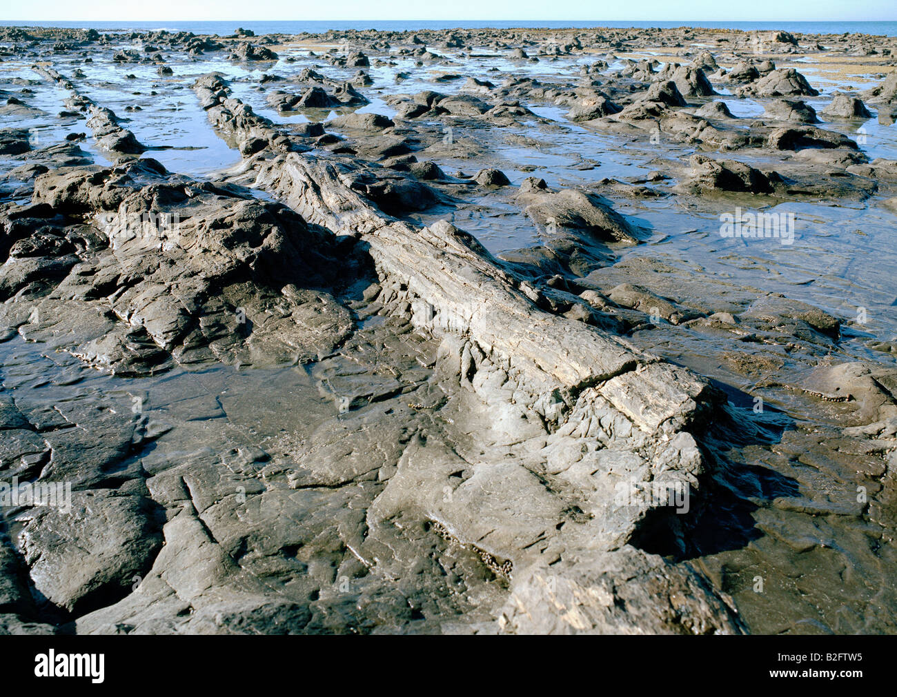 Gefallene Baumstämme, versteinerte, ist bei Ebbe, Curio Bay, Südinsel Neuseeland klar ersichtlich. Stockfoto