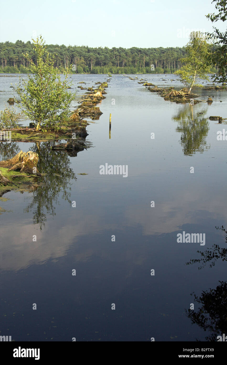 Überschwemmten Feuchtgebiet, Blakemere Moos, Delamere Wald, Teil des Mersey-Wald in der Nähe von Northwich, Cheshire, UK Stockfoto