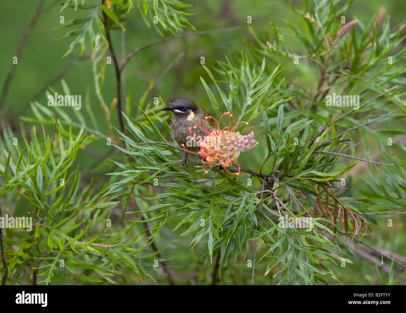 Lewins Honigfresser, Meliphaga lewinii Stockfoto