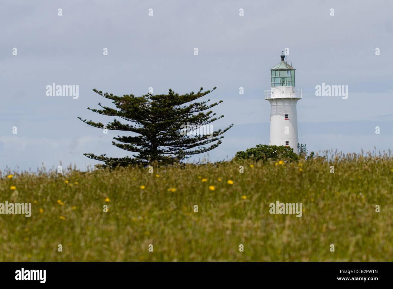 Leuchtturm auf der Insel von Tiritiri Matangi, Neuseeland Stockfoto