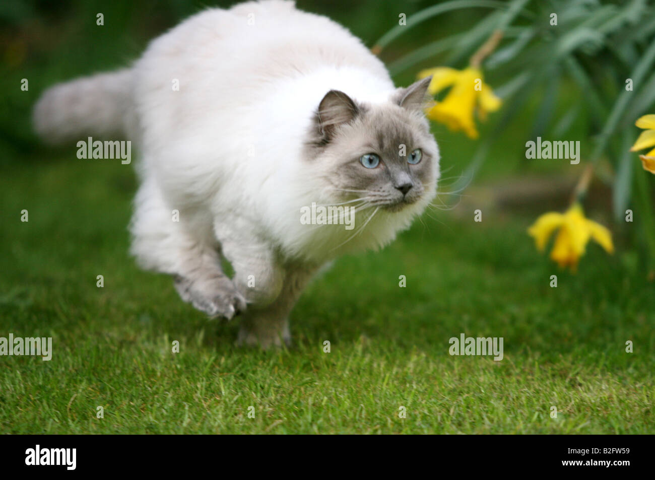 Lager erschossen einer Ragdoll Katze spielen im Garten Stockfoto