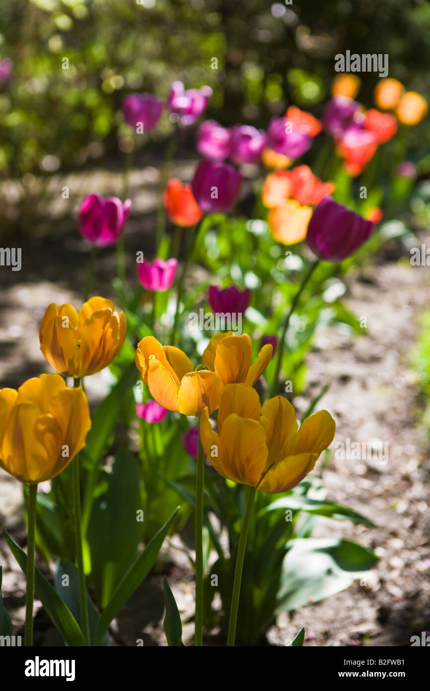 Multi Farbe Tulpen Stockfoto
