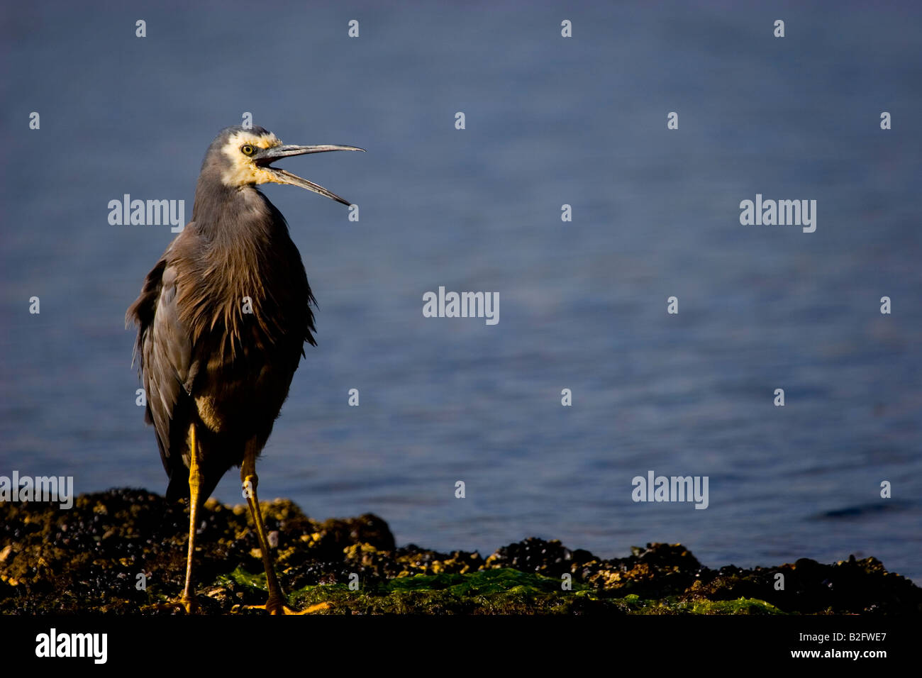 Weißer Reiher konfrontiert. Egretta novaehollandiae Stockfoto