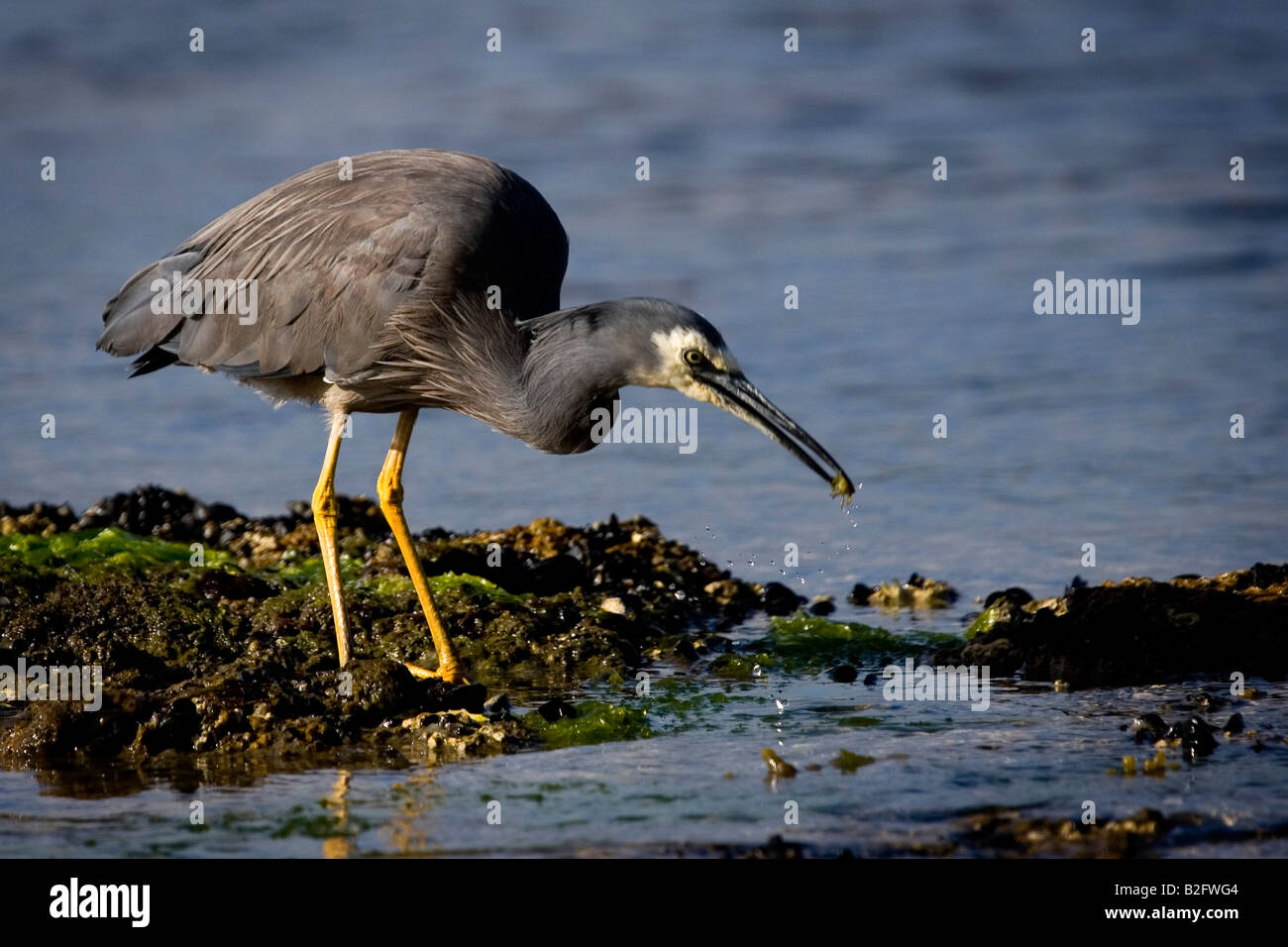 Weißer Reiher konfrontiert. Egretta novaehollandiae Stockfoto
