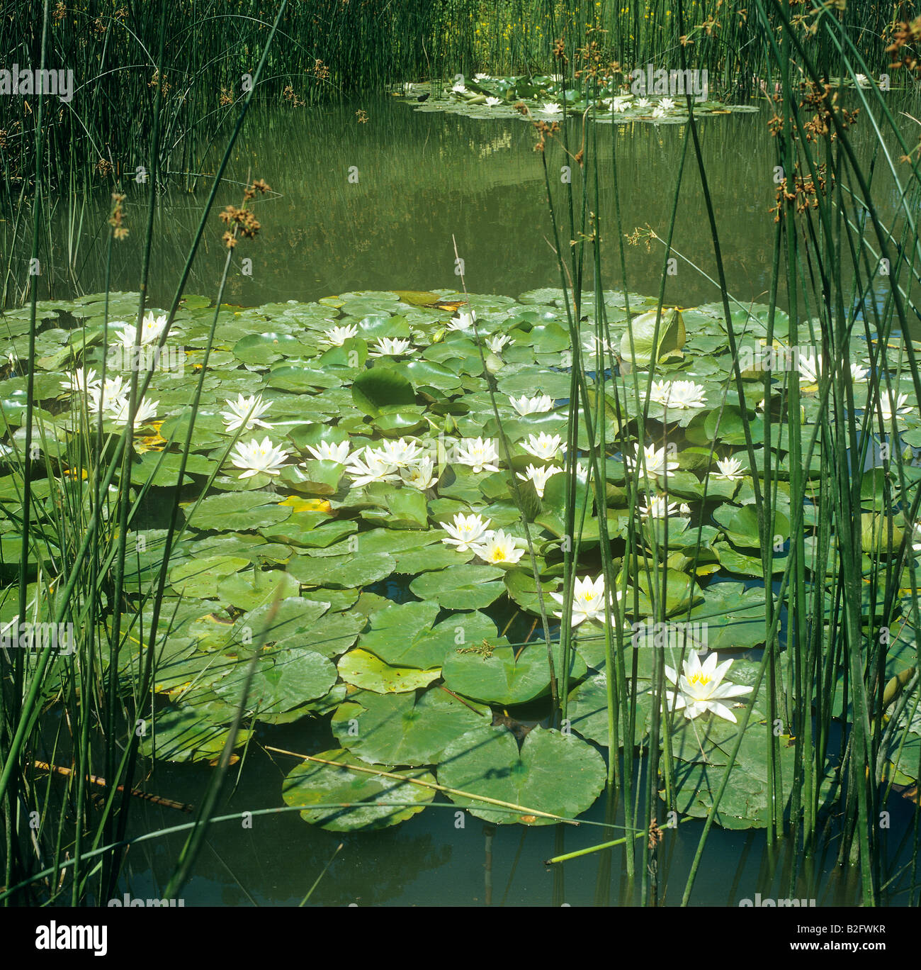 Teich seerosen Fotos und Bildmaterial in hoher Auflösung Alamy