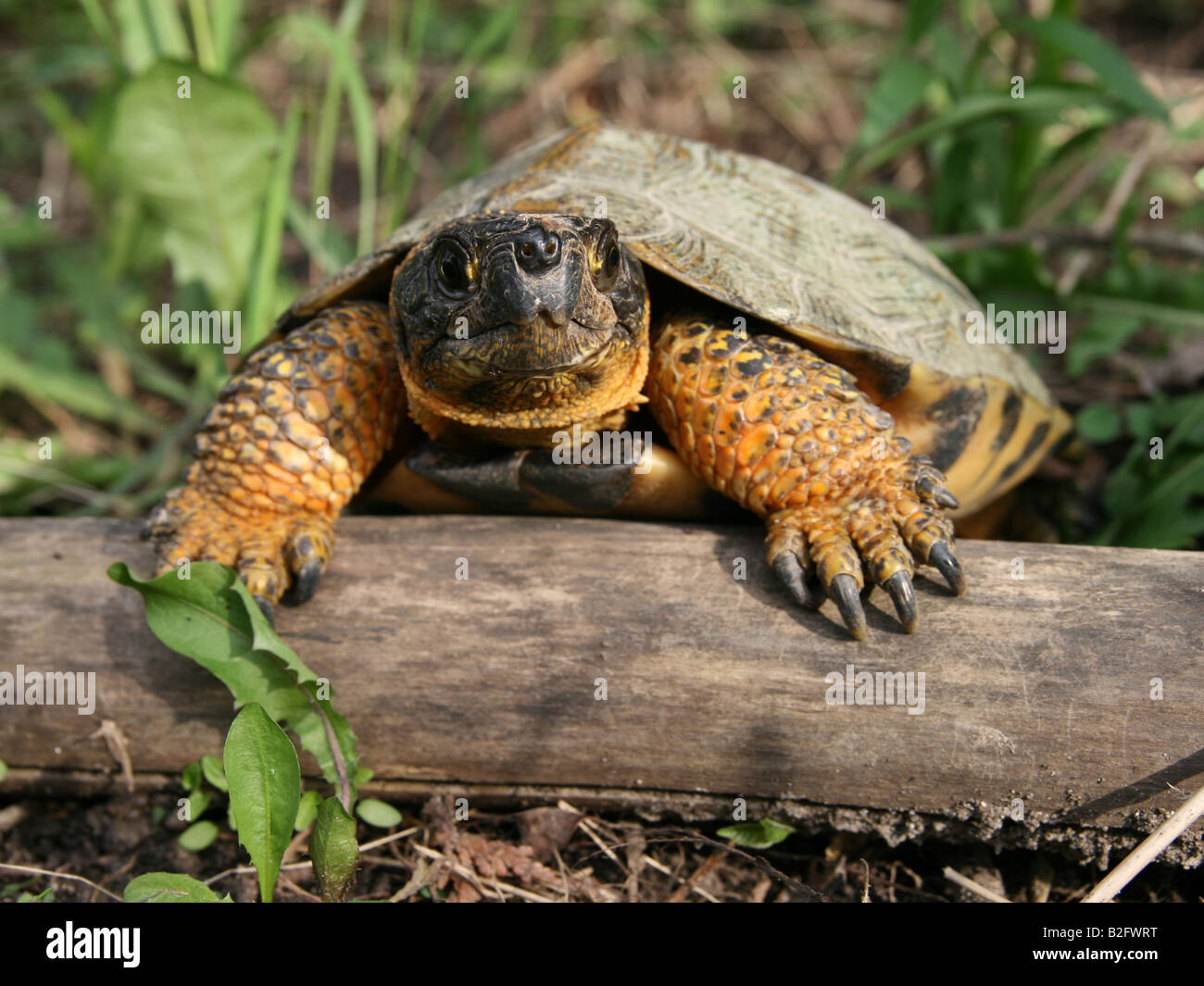 Holz Schildkröte (Glyptemys Insculpta) in Ontario, Kanada Stockfoto