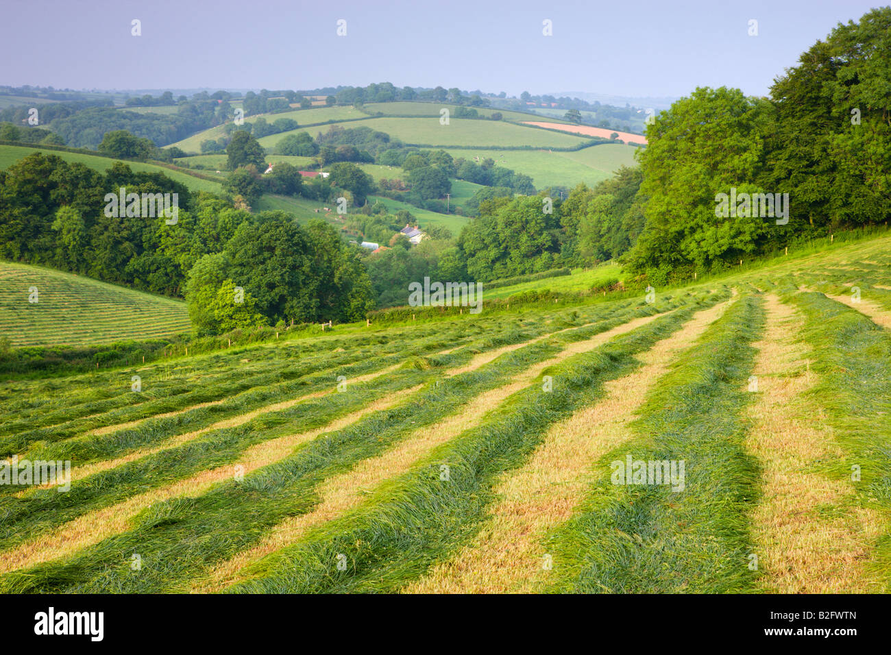 Frisch gemähten Grases in einem ländlichen Gebiet Crediton Mid Devon England Stockfoto