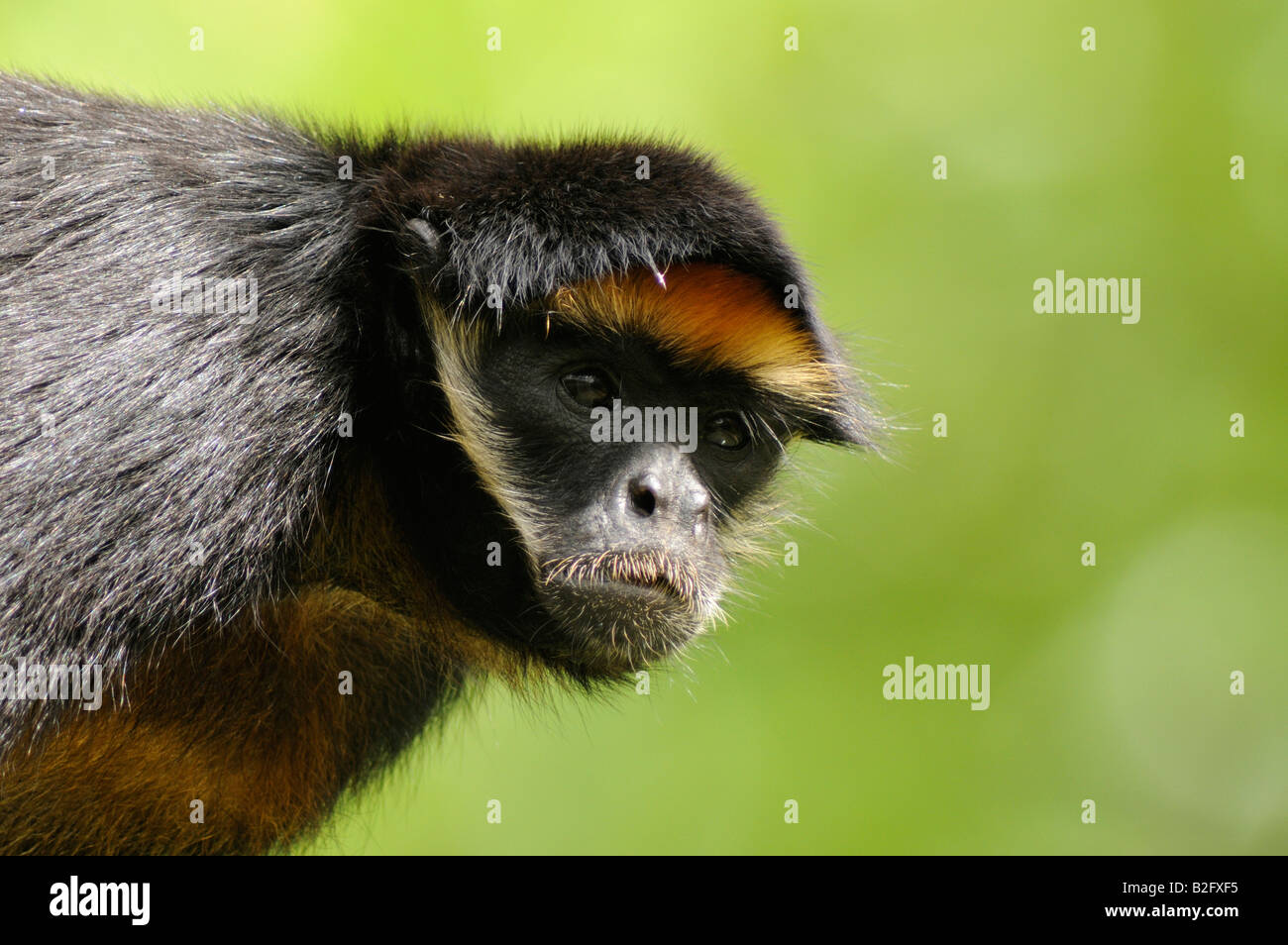 WHITE-BELLIED Klammeraffe Ateles Belzebuth peruanischen Amazonas-Regenwald Stockfoto