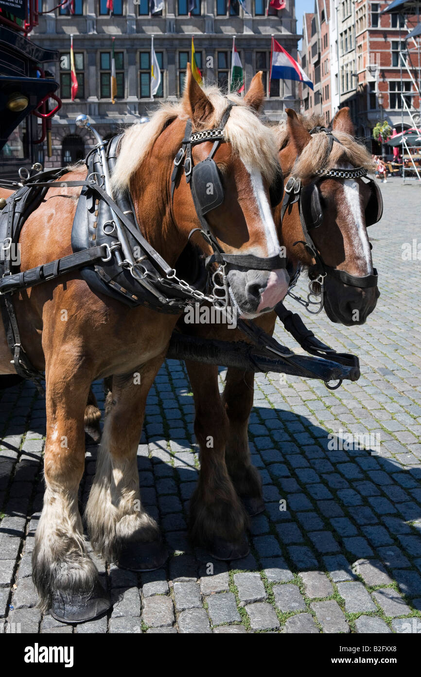 Zugpferde vor dem Stadhuis in der Grote Markt (Marktplatz) im Zentrum der Altstadt, Antwerpen, Belgien Stockfoto