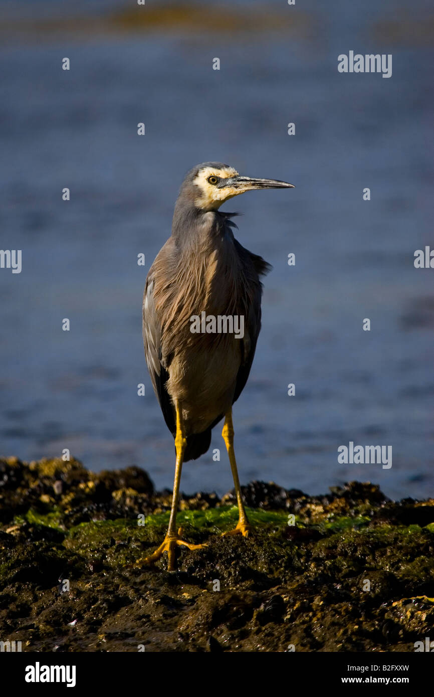 Weißer Reiher konfrontiert. Egretta novaehollandiae Stockfoto