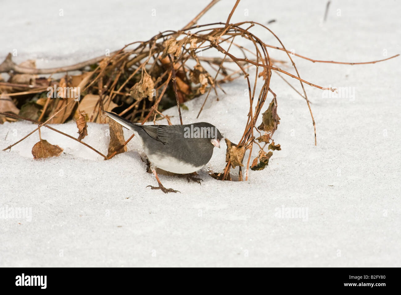 Dunkel-gemustertes Junco (Junco Hyemalis) auf Nahrungssuche im Schnee Stockfoto