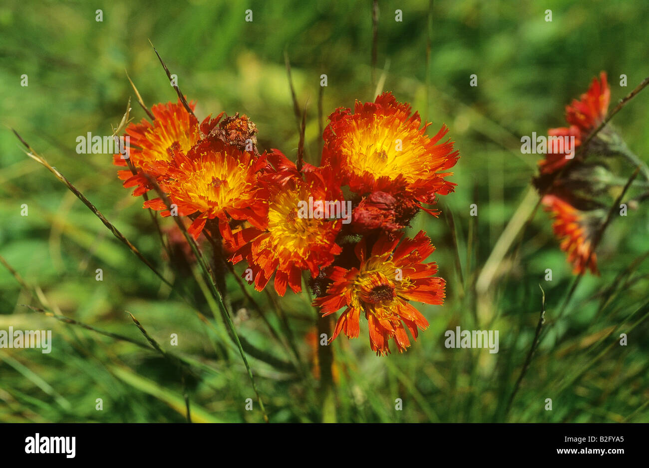 Goldene Hawksbeard / Crepis Aurea Stockfoto