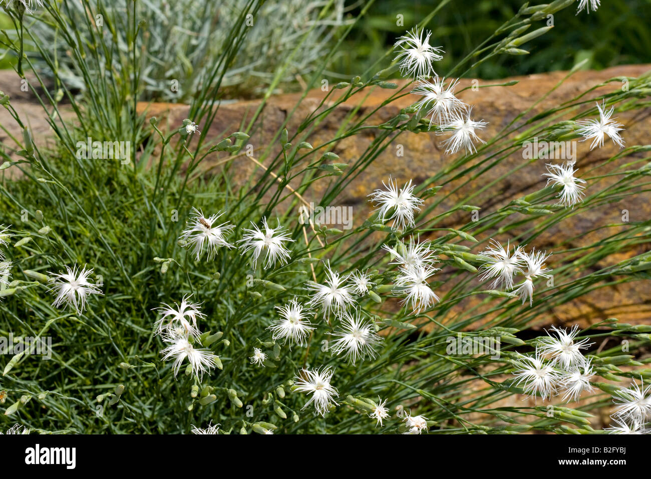 Weißen Blüten Spray heraus von einer Felswand in Missouri Stockfoto