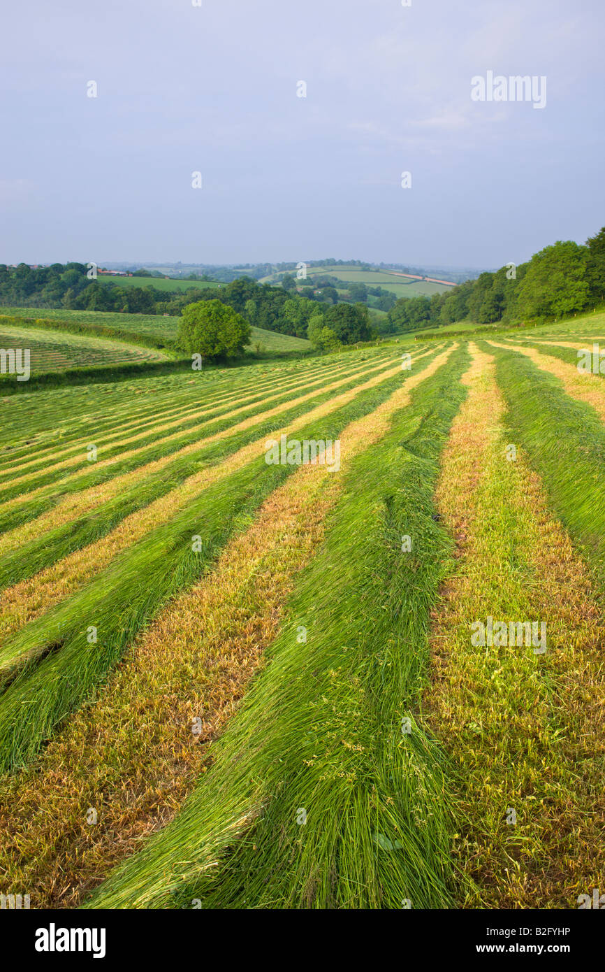 Frisch gemähten Grases in einem ländlichen Gebiet Crediton Mid Devon England Stockfoto