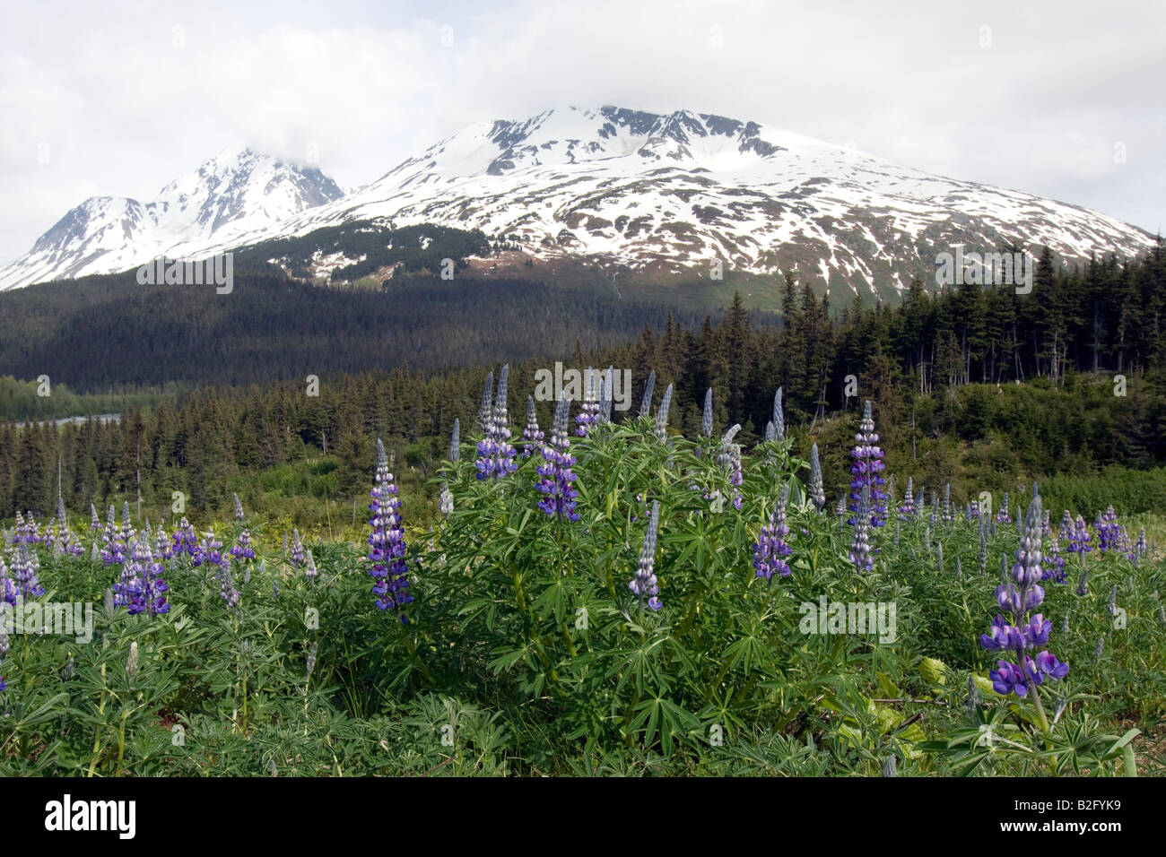 Blumenwiese vor Berg Landschaft auf Kenai-Halbinsel Stockfoto