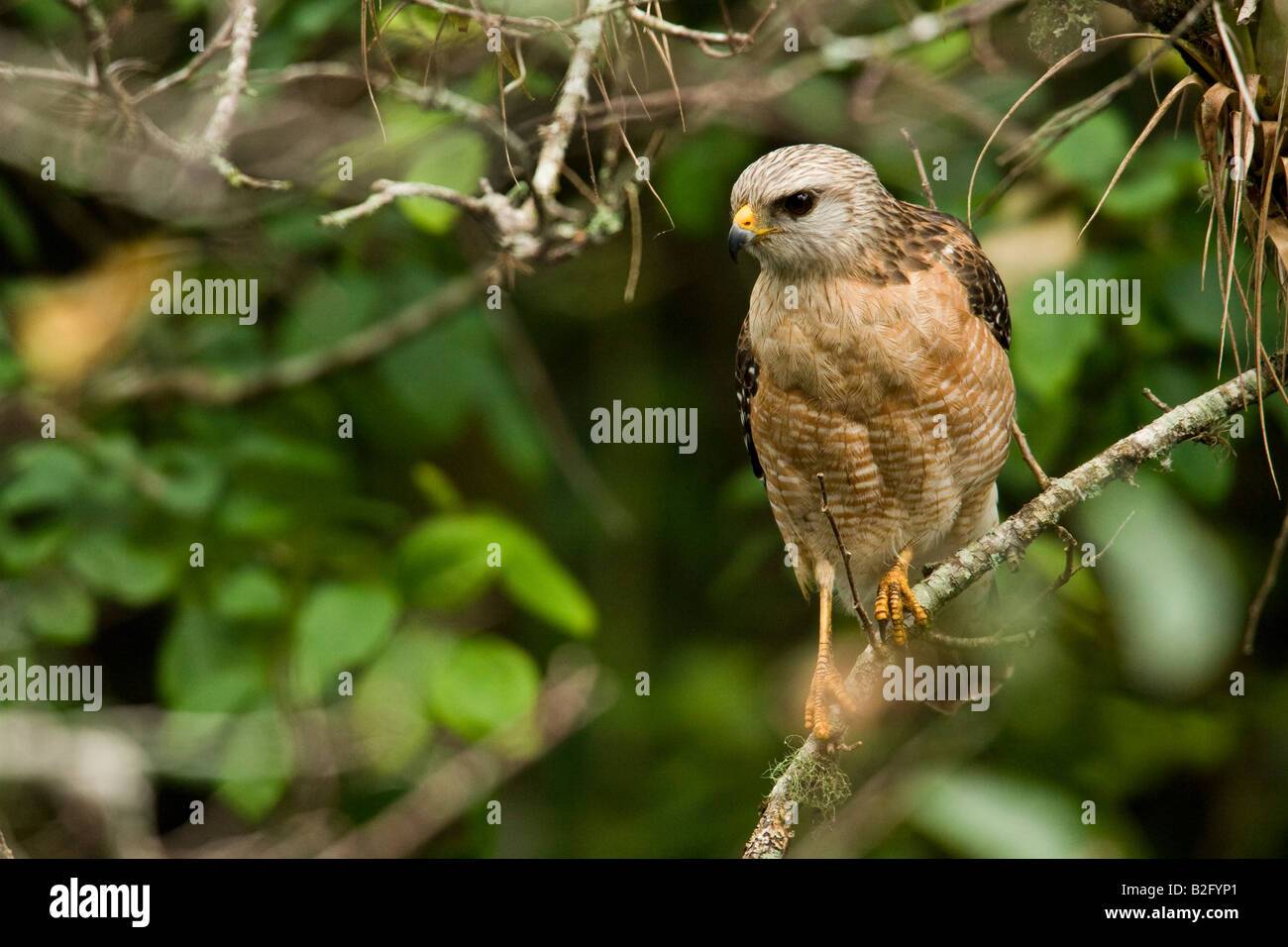 Red Hawk (Buteo Lineatus) geschultert Stockfoto