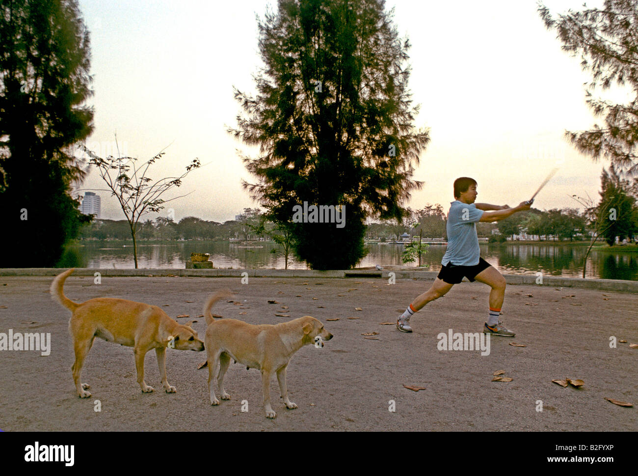 Ein einsamer Mann Praktiken Schwert bewegt sich im Lumpini-Park in Bangkok, und zwei verspielt goldene Labradore Blick auf, Thailand. Stockfoto