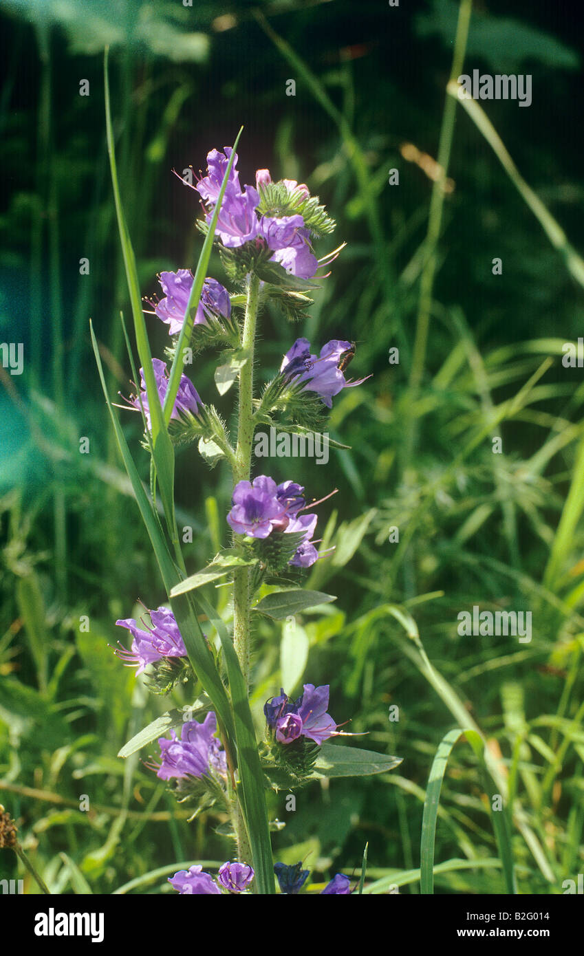 Viper's Bugloss / Echium Vulgare Stockfoto