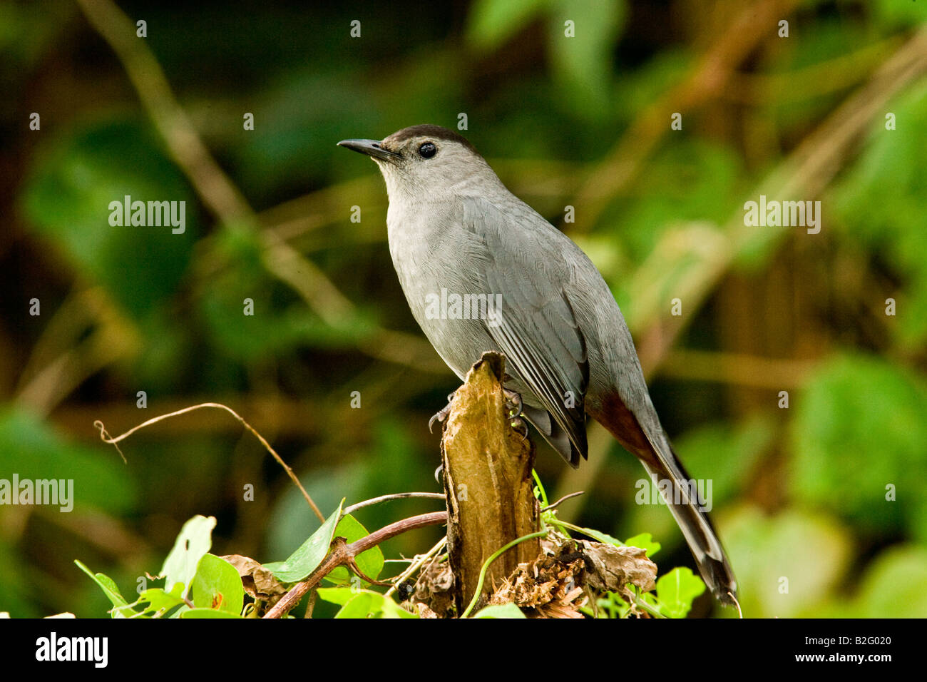 Graue Catbird (Dumetella Carolinensis) Stockfoto