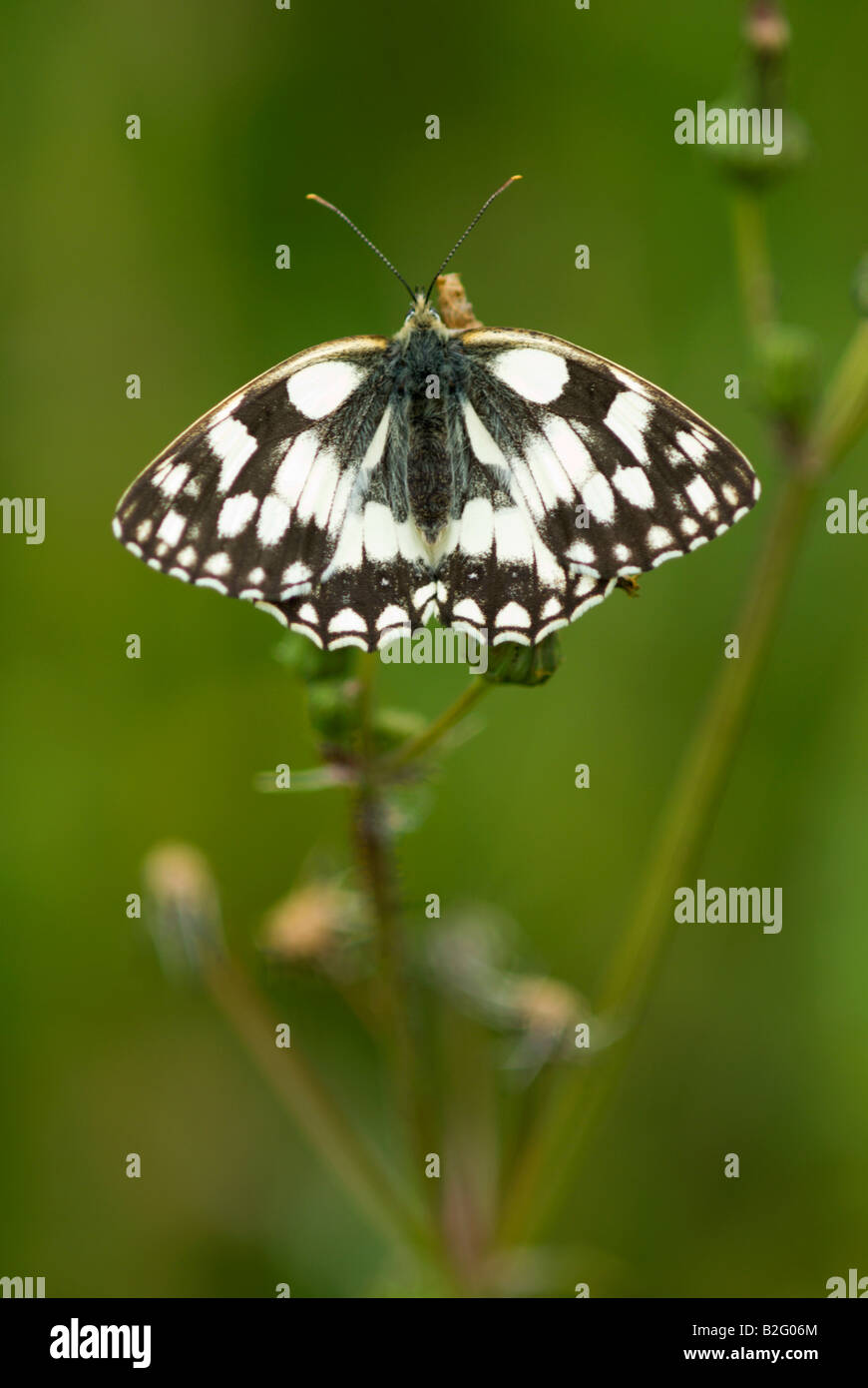 Marmorierte weißer Schmetterling Melanargia galathea Stockfoto