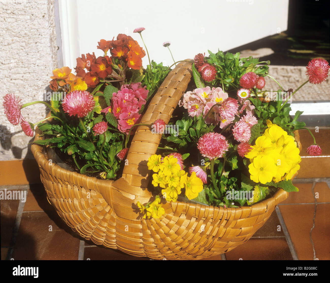 Korb mit Gänseblümchen und Primeln Stockfoto