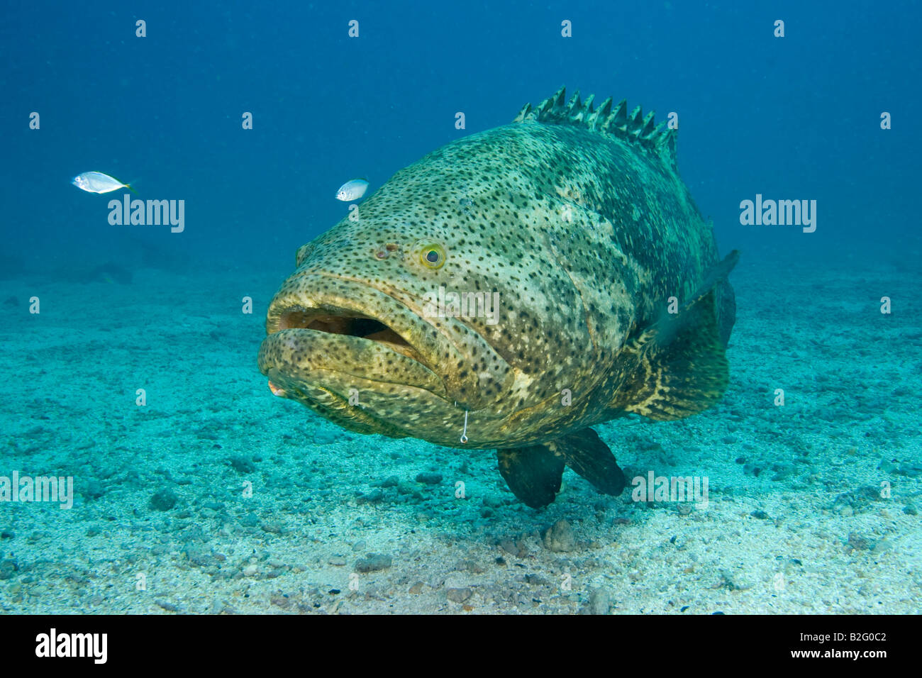 Goliath Grouper, Epinephelus itajara, eine bedrohte Art Stockfoto