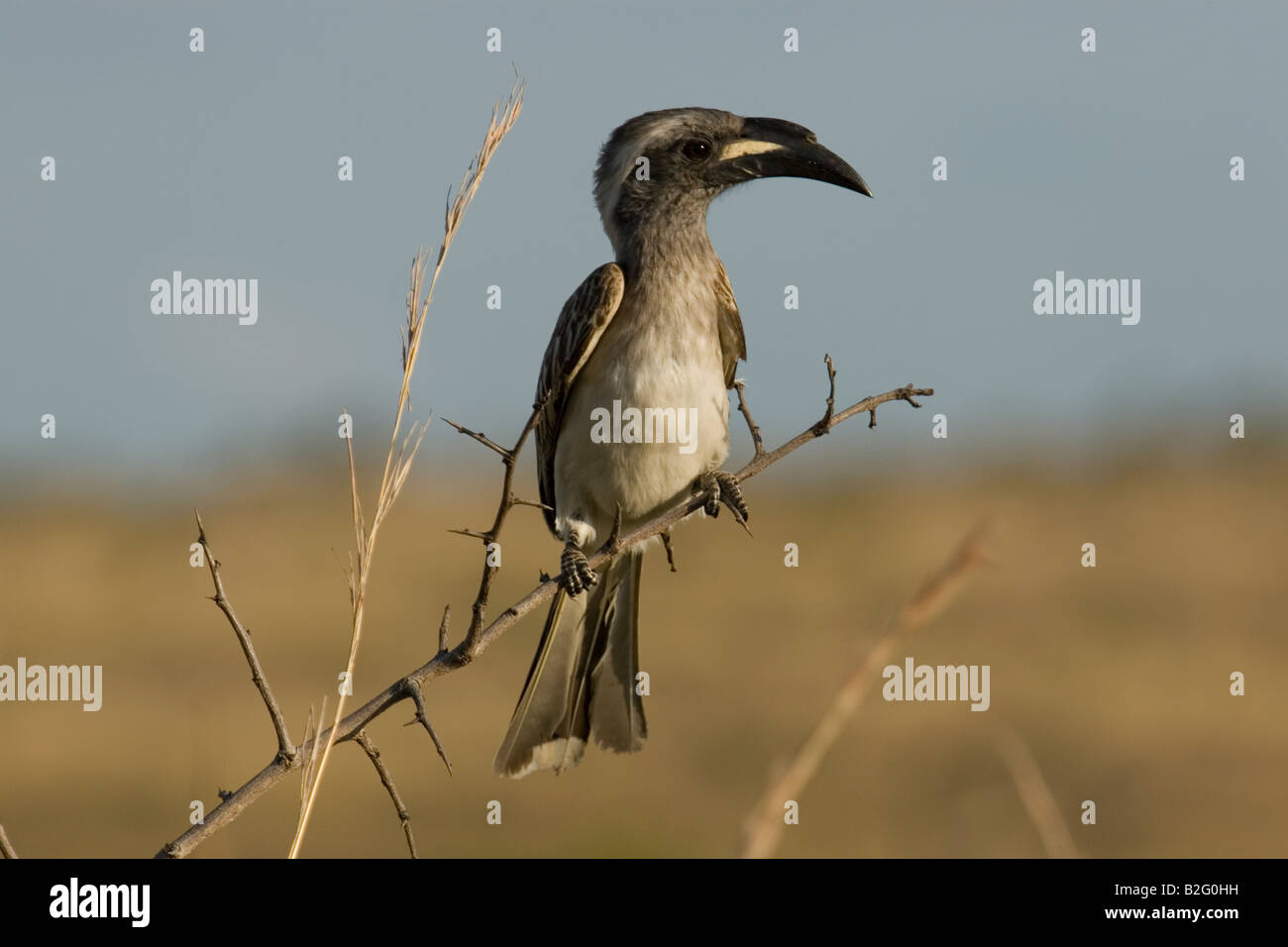 Grau Hornbill ruht auf einem Ast Stockfoto