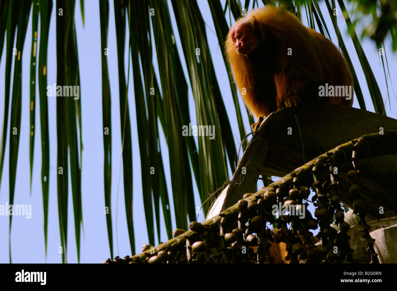 ROTER UAKARI Affen Cacajao Calvus Ucayalii WILD Stockfoto