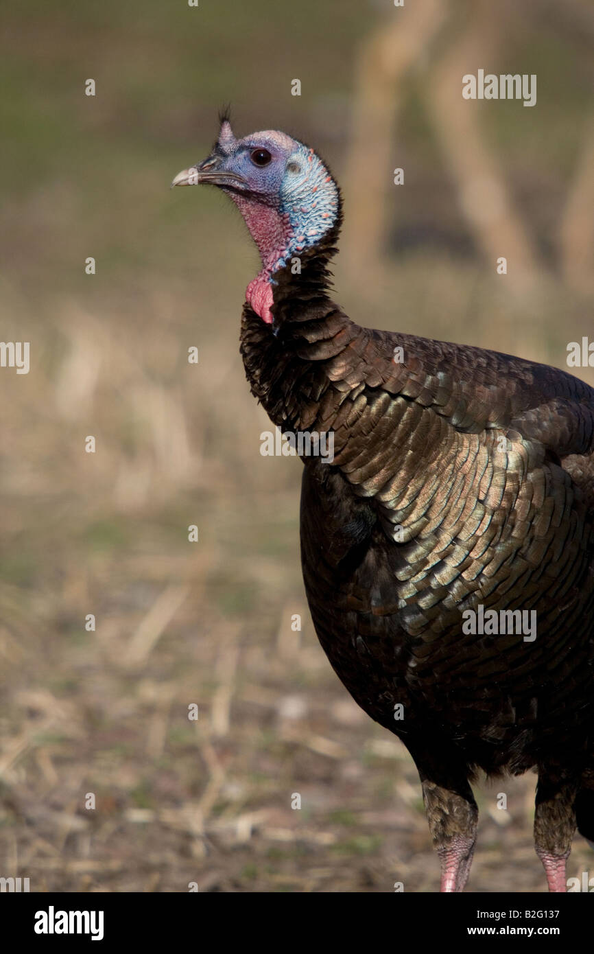 Jake Osttürkei Wild im Frühjahr Stockfoto