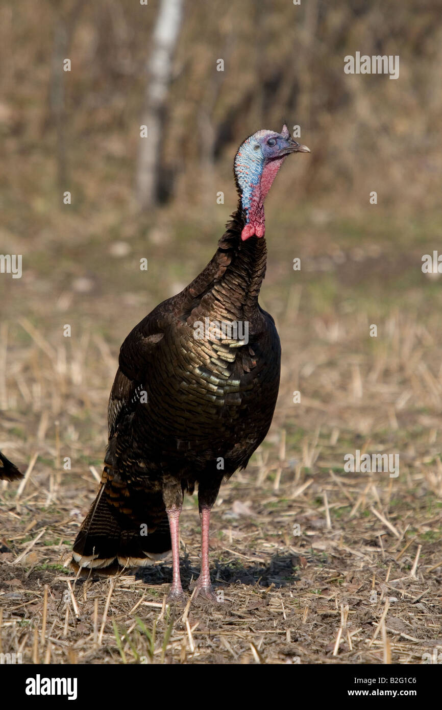 Jake Osttürkei Wild im Frühjahr Stockfoto