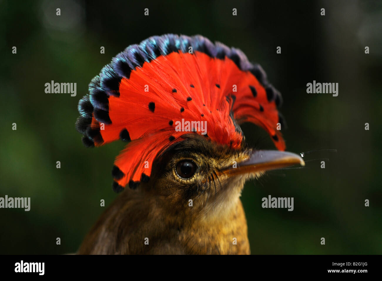 ROYAL FLYCATCHER Onychorhynchus coronatus Stockfoto