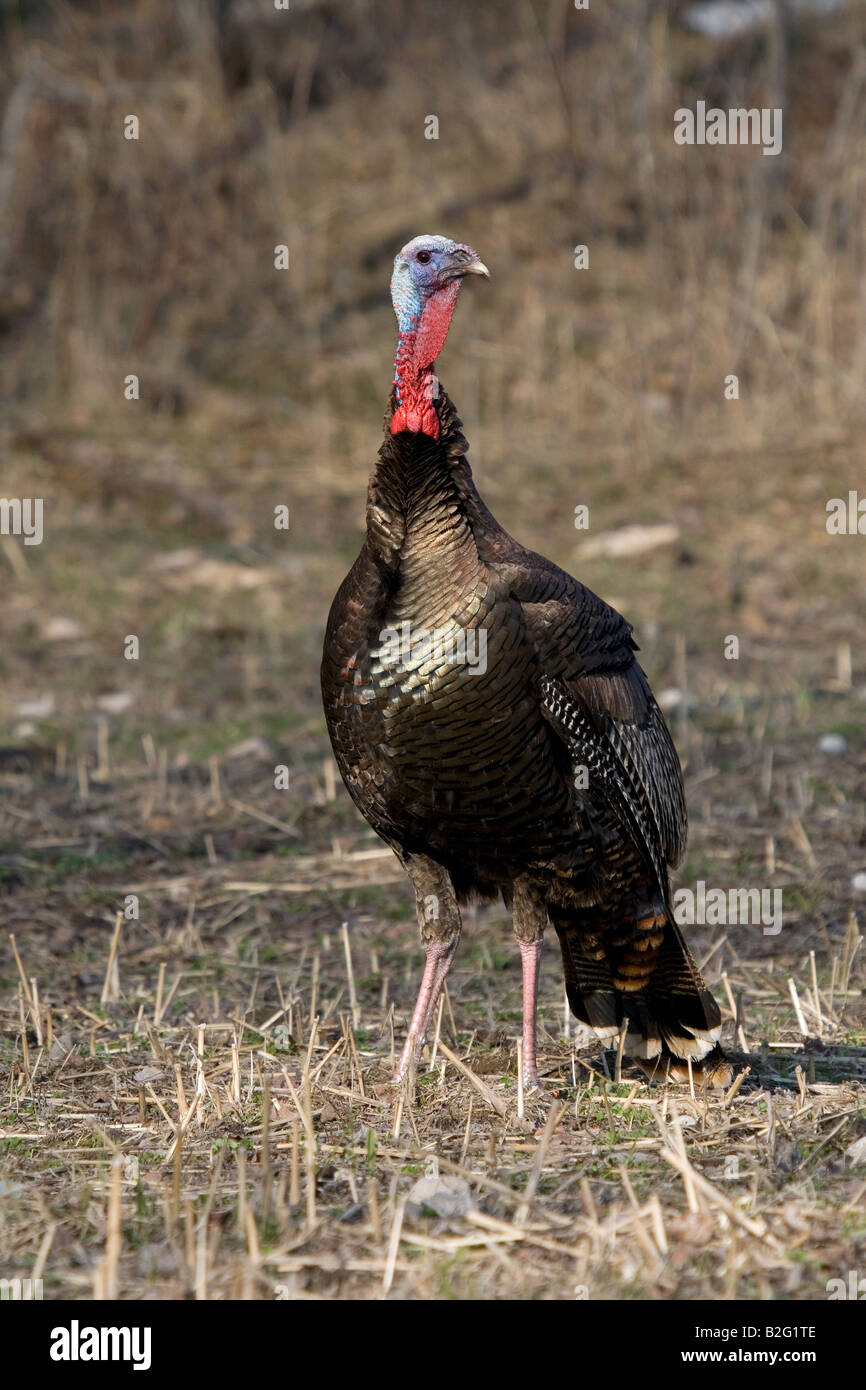 Jake Osttürkei Wild im Frühjahr Stockfoto