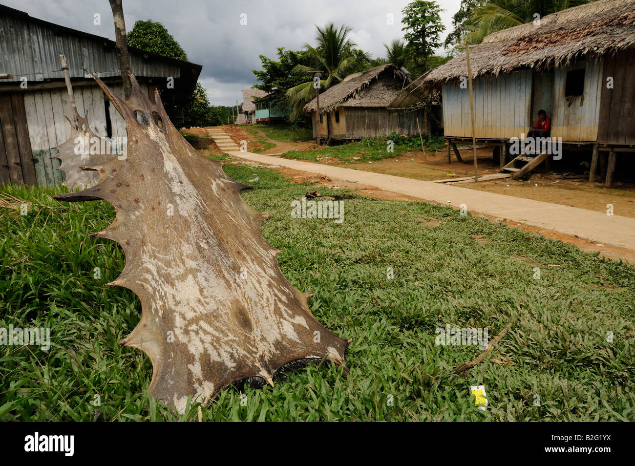 Peccary Haut streckte trocknen, Yavari-Miri, Amazonas, Peru Stockfoto