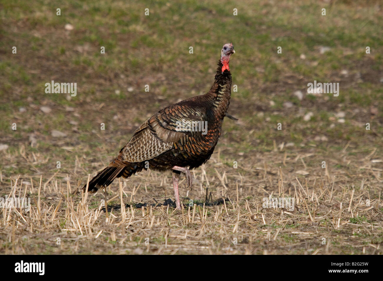Jake Osttürkei Wild im Frühjahr Stockfoto