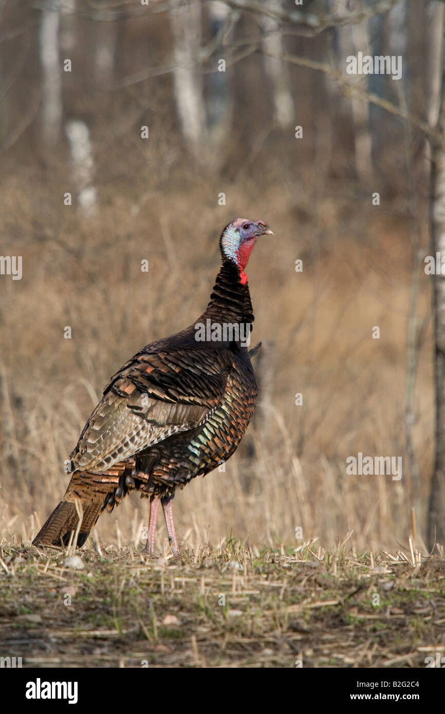 Jake Osttürkei Wild im Frühjahr Stockfoto
