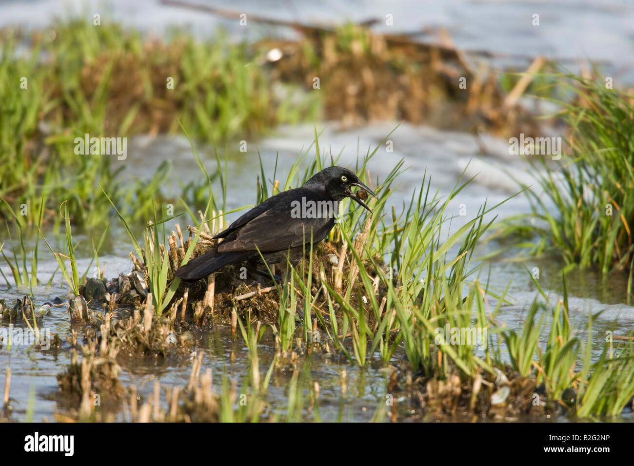 Boot-angebundene Grackle Quiscalus major mit kleinen Muschel in Mund Stockfoto