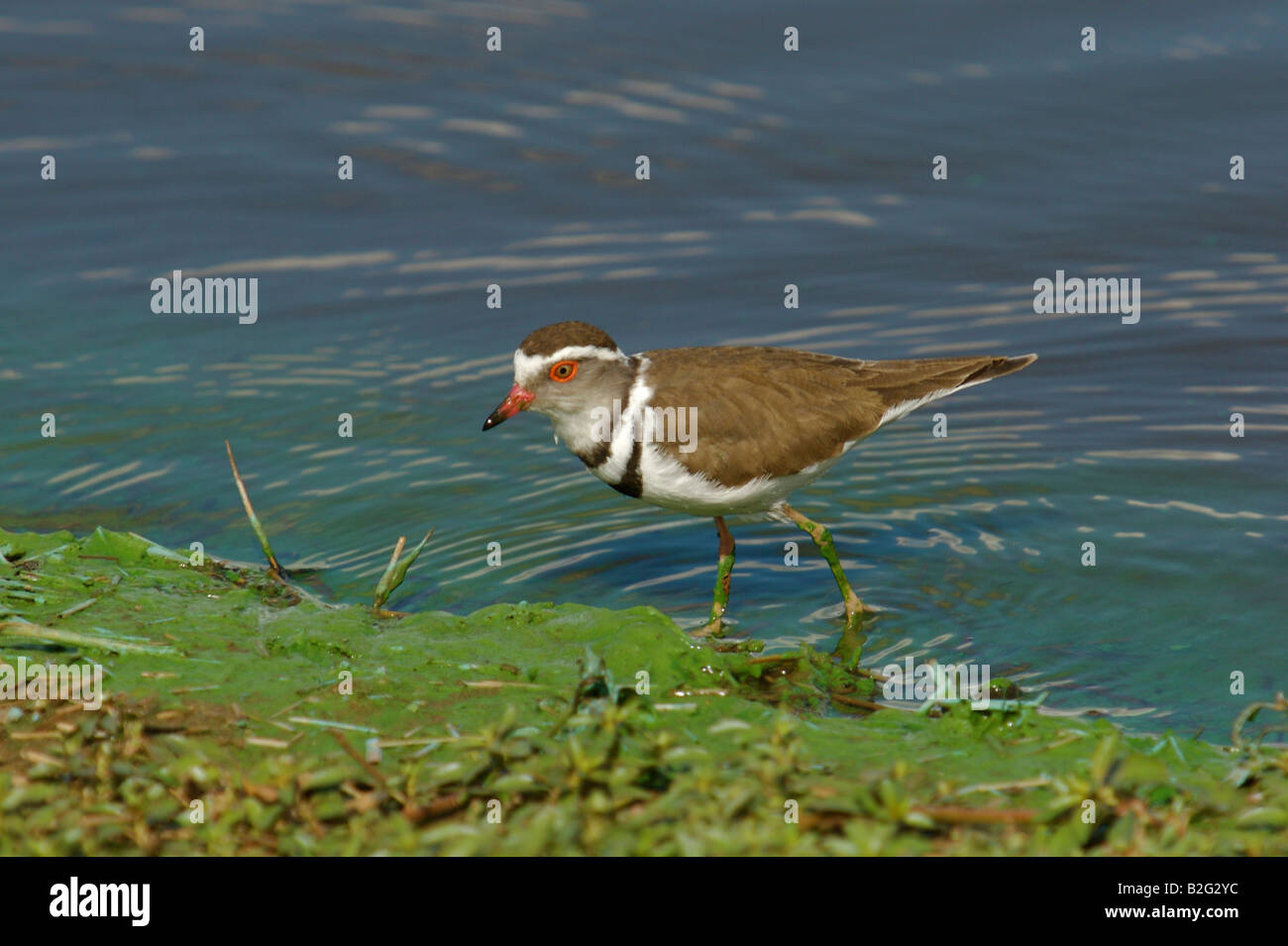 Wasservogel in den kruger Stockfoto