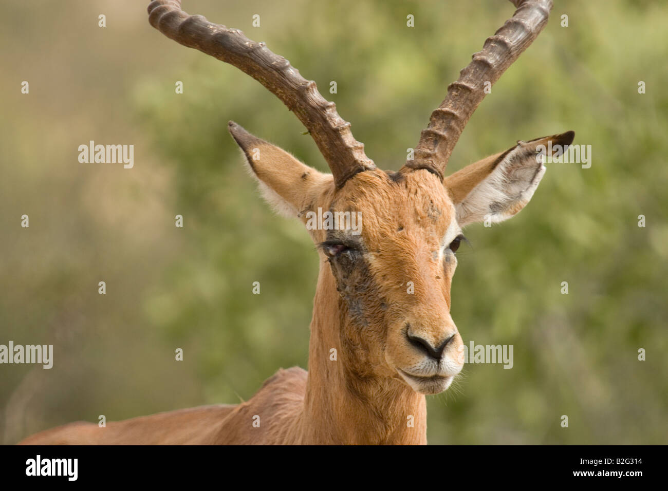 Ein verletzter impala Stockfoto